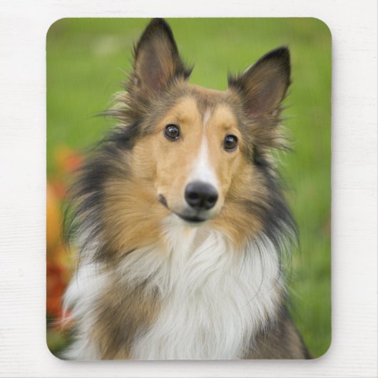 Ruw Collie, hond Muismat (Voorkant)
