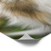 Ruw Collie, hond Poster (Hoek)