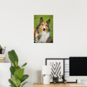 Ruw Collie, hond Poster (Thuiskantoor)