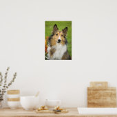Ruw Collie, hond Poster (Keuken)