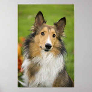 Ruw Collie, hond Poster