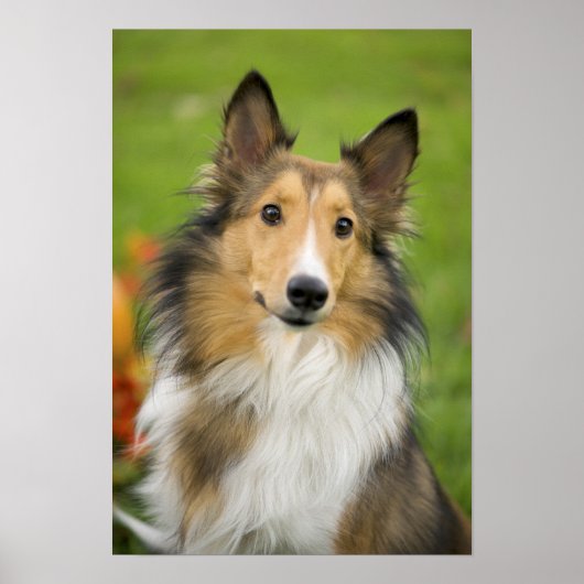 Ruw Collie, hond Poster (Voorkant)