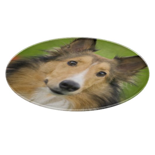 Ruw Collie, hond Snijplank (Hoek)