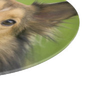 Ruw Collie, hond Snijplank (Hoek)