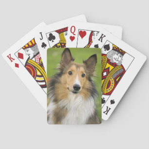 Ruw Collie, hond Speelkaarten