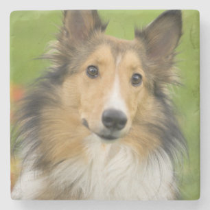 Ruw Collie, hond Stenen Onderzetter