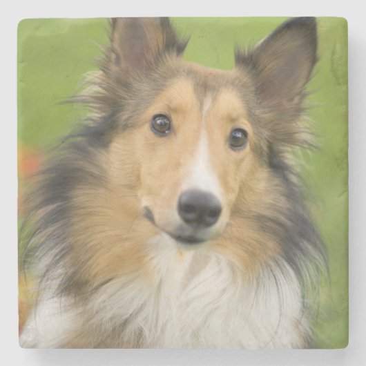 Ruw Collie, hond Stenen Onderzetter (Voorkant)