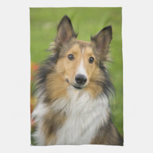 Ruw Collie, hond Theedoek