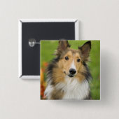 Ruw Collie, hond Vierkante Button 5,1 Cm (Voorkant /achterkant)