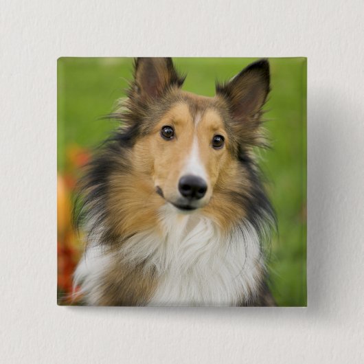 Ruw Collie, hond Vierkante Button 5,1 Cm (Voorkant)