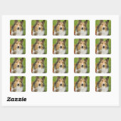 Ruw Collie, hond Vierkante Sticker (Vel)