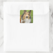 Ruw Collie, hond Vierkante Sticker (Tas)