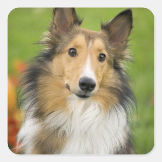 Ruw Collie, hond Vierkante Sticker (Voorkant)