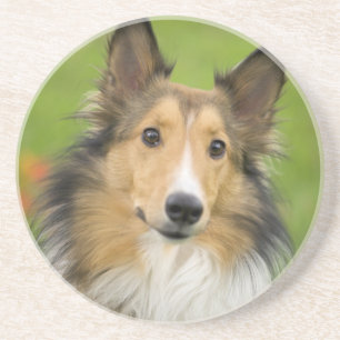 Ruw Collie, hond Zandsteen Onderzetter