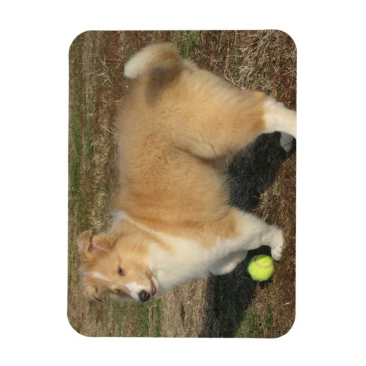 Ruw collie puppy met bal magneet (Verticaal)