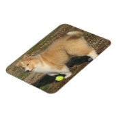 Ruw collie puppy met bal magneet (Linkerzijde)