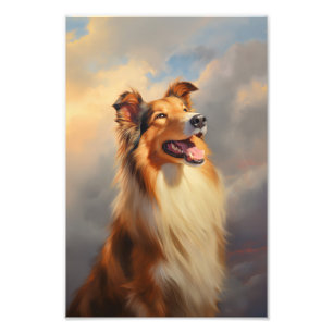 Ruw collie / Schotse collie Foto Afdruk