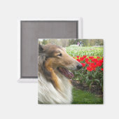 Ruw Sable Collie n Tulips Magnet (Voorkant / Achterkant)
