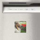 Ruw Sable Collie n Tulips Magnet (Insitu (Vaatwasser))