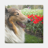 Ruw Sable Collie n Tulips Magnet (Voorkant)