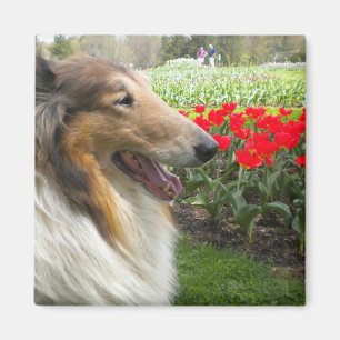 Ruw Sable Collie n Tulips Magnet