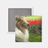 Ruw Sable Collie n Tulips Magnet (Voorkant / Achterkant)