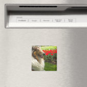 Ruw Sable Collie n Tulips Magnet (Insitu (Vaatwasser))