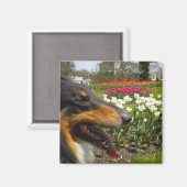 Ruw Tri-Color Collie in Tulips Magnet (Voorkant / Achterkant)