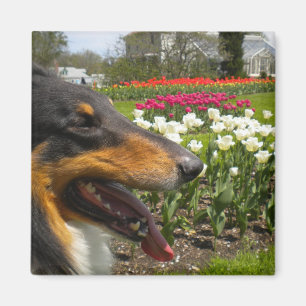 Ruw Tri-Color Collie in Tulips Magnet