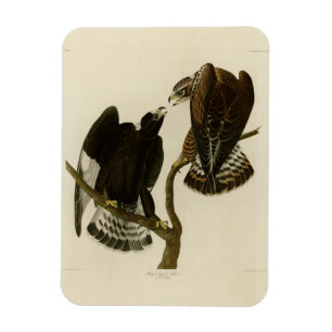 Ruwbenige valk - Amerikaanse vogels van Audubon Magneet
