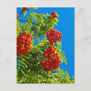 Ruwboom met rode bessen briefkaart