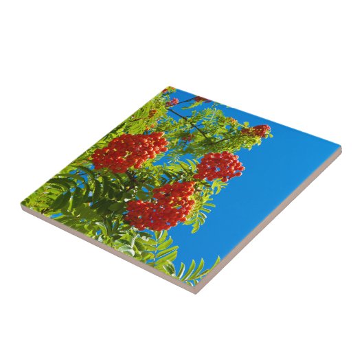 Ruwboom met rode bessen tegeltje (Zijkant)