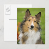 Ruwe Collie, hond, dier Briefkaart (Voorkant / Achterkant)
