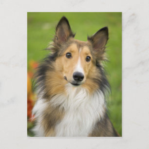 Ruwe Collie, hond, dier Briefkaart