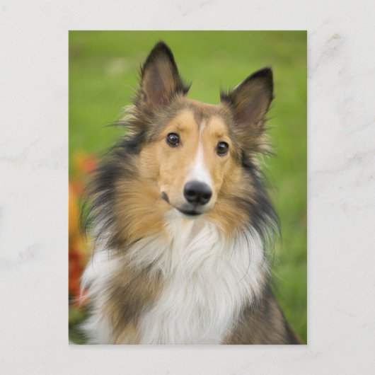Ruwe Collie, hond, dier Briefkaart (Voorkant)