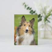 Ruwe Collie, hond, dier Briefkaart (Staand voorkant)