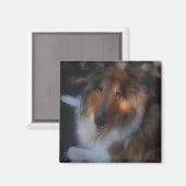 ruwe collie magnet (Voorkant / Achterkant)