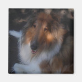ruwe collie magnet (Voorkant)