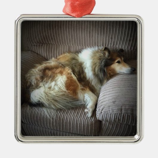 Ruwe collie op een stoel metalen ornament (Voorkant)