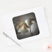 Ruwe collie op fauteuil" vierkante sticker (Envelop)