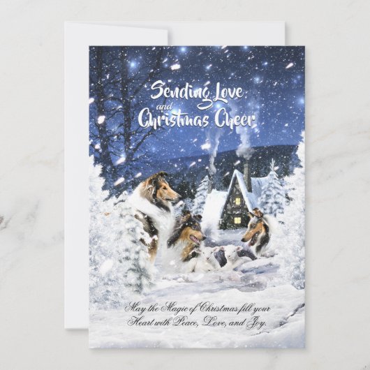 Ruwe collies en lammeren in Snowfall - kerstKaart (Voorkant)