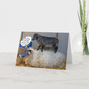 Ruwe dag voor ooi kaart