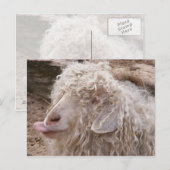 Ruwe Oude Geit Briefkaart (Voorkant / Achterkant)