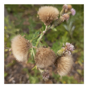 Ruwe Wilde Distel Botanische Natuur Foto Print Perfect Poster
