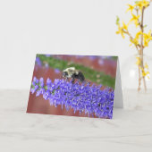 Ruwharige Bij Kaart (Gele Bloem)