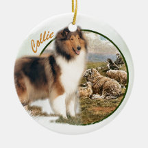 Ruwharige Collie Hoeder van de Schapen