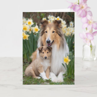 Ruwharige Collie Moeder Moederdag Liefde Kaart