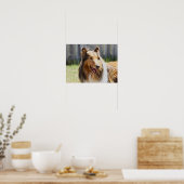 Ruwharige driekleurige Collie-hond Poster (Keuken)
