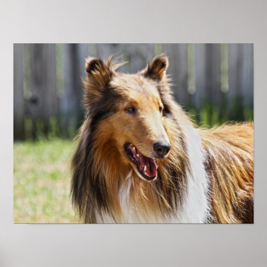 Ruwharige driekleurige Collie-hond Poster (Voorkant)
