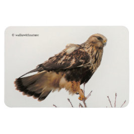 Ruwleggende Hawk in de boom Magneet